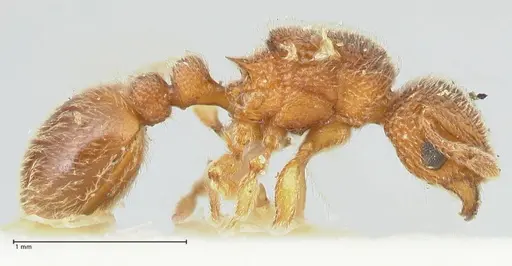 Tetramorium lanuginosum specimen FOCOL2063 image focol2063_4