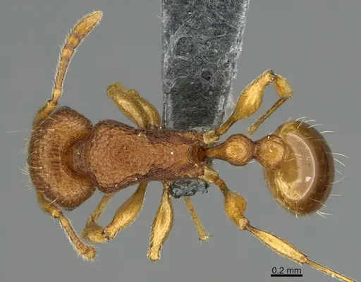 Tetramorium laparum specimen CASENT0285479 image casent0285479_1