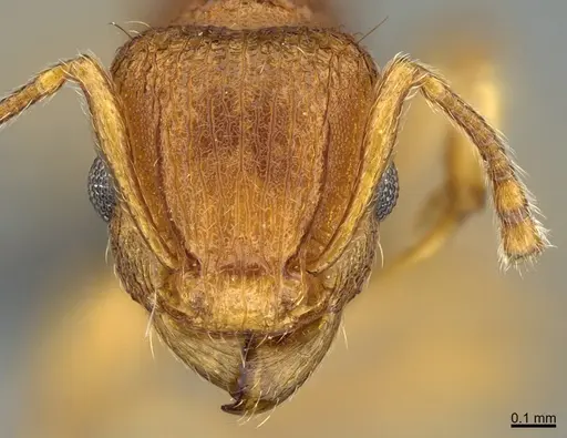 Tetramorium laparum specimen CASENT0285479 image casent0285479_2