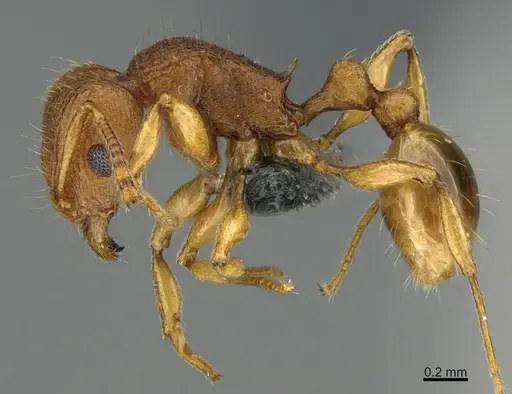 Tetramorium laparum specimen CASENT0285479 image casent0285479_3