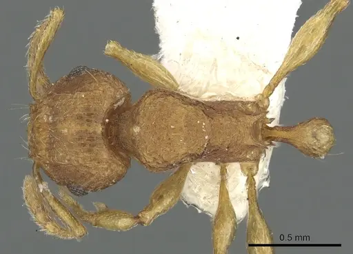 Tetramorium laparum specimen CASENT0901091 image casent0901091_1