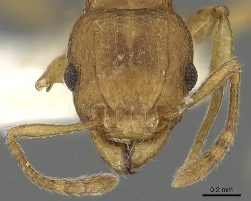 Tetramorium laparum specimen CASENT0901091 image casent0901091_3