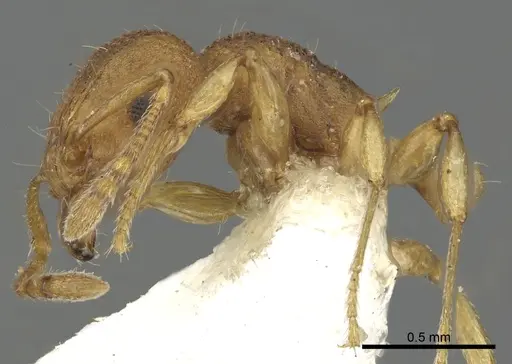 Tetramorium laparum specimen CASENT0901091 image casent0901091_4