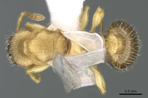 Tetramorium latinode specimen CASENT0906431 image casent0906431_1