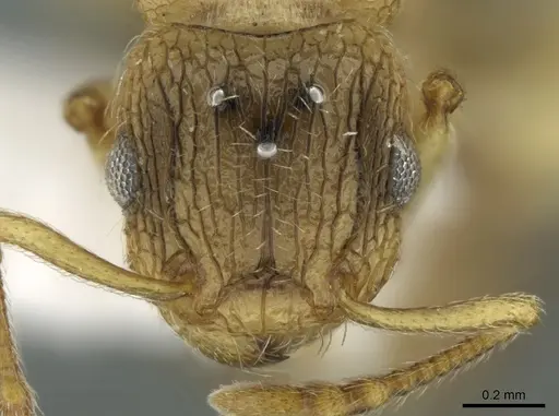 Tetramorium latinode specimen CASENT0906431 image casent0906431_2