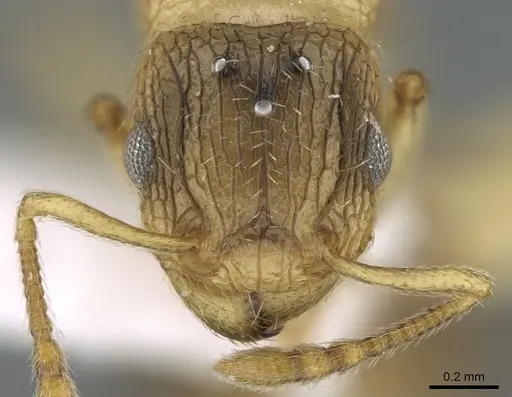 Tetramorium latinode specimen CASENT0906431 image casent0906431_3