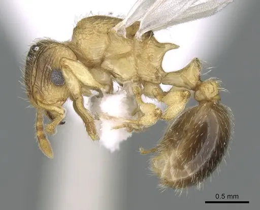Tetramorium latinode specimen CASENT0906431 image casent0906431_4