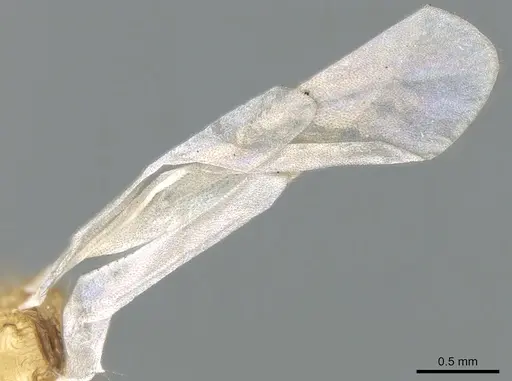 Tetramorium latinode specimen CASENT0906431 image casent0906431_5