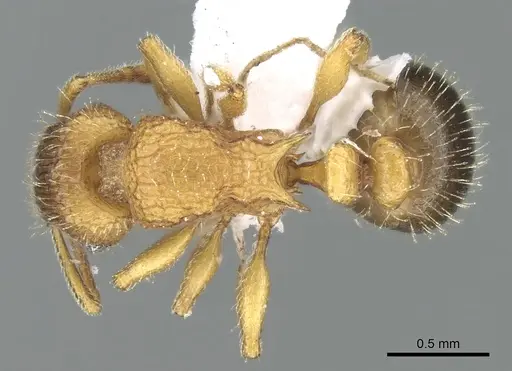 Tetramorium latinode specimen CASENT0906432 image casent0906432_1