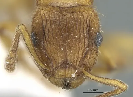 Tetramorium latinode specimen CASENT0906432 image casent0906432_2