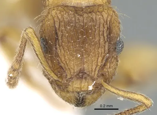 Tetramorium latinode specimen CASENT0906432 image casent0906432_3