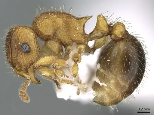 Tetramorium latinode specimen CASENT0906432 image casent0906432_4