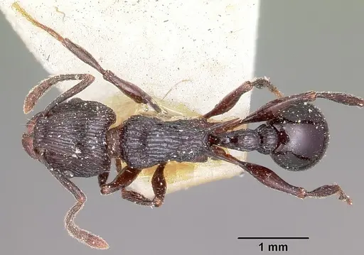 Tetramorium latreillei specimen CASENT0101291 image casent0101291_1