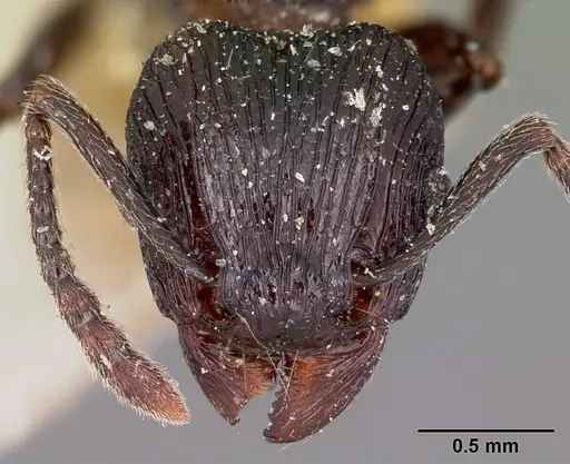 Tetramorium latreillei specimen CASENT0101291 image casent0101291_2