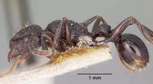 Tetramorium latreillei specimen CASENT0101291 image casent0101291_3