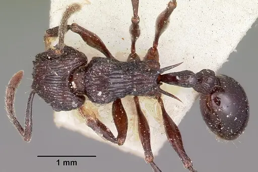 Tetramorium latreillei specimen CASENT0101292 image casent0101292_1