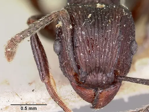 Tetramorium latreillei specimen CASENT0101292 image casent0101292_2