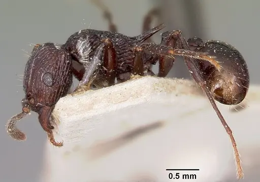 Tetramorium latreillei specimen CASENT0101292 image casent0101292_3