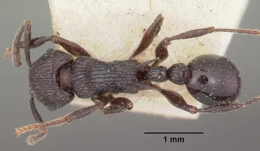 Tetramorium latreillei specimen CASENT0102340 image casent0102340_1
