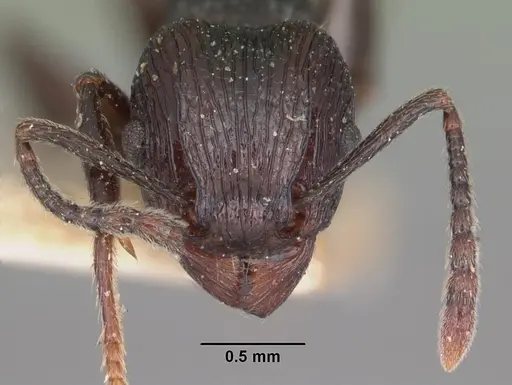 Tetramorium latreillei specimen CASENT0102340 image casent0102340_2