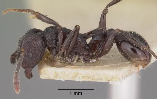 Tetramorium latreillei specimen CASENT0102340 image casent0102340_3