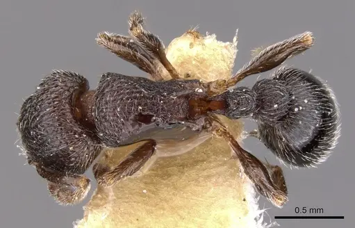Tetramorium legone specimen CASENT0901170 image casent0901170_1