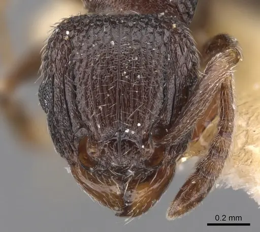 Tetramorium legone specimen CASENT0901170 image casent0901170_2