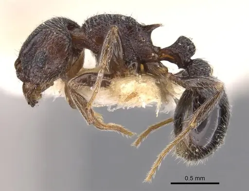 Tetramorium legone specimen CASENT0901170 image casent0901170_3