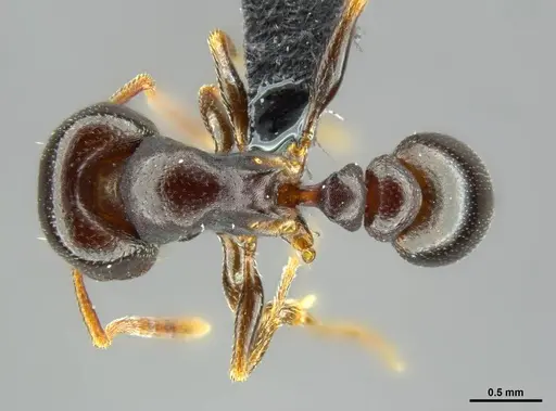Tetramorium lerouxi specimen SAM-HYM-C023329 image sam-hym-c023329_1