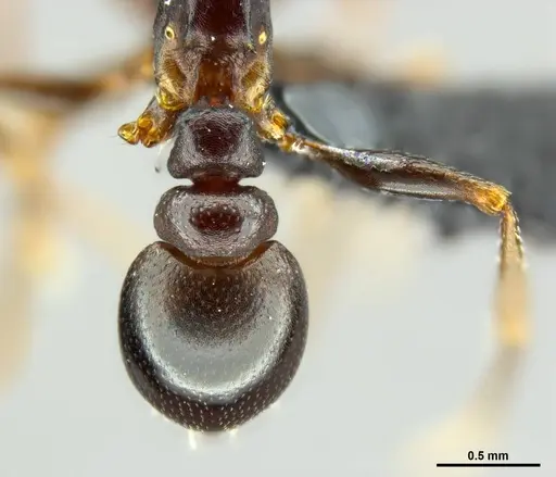 Tetramorium lerouxi specimen SAM-HYM-C023329 image sam-hym-c023329_2