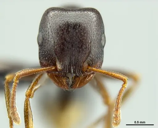 Tetramorium lerouxi specimen SAM-HYM-C023329 image sam-hym-c023329_3
