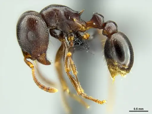 Tetramorium lerouxi specimen SAM-HYM-C023329 image sam-hym-c023329_4