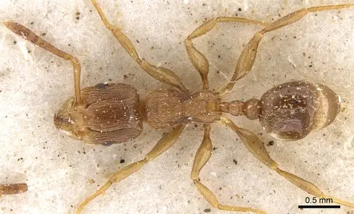 Tetramorium lobulicorne specimen CASENT0901241 image casent0901241_1