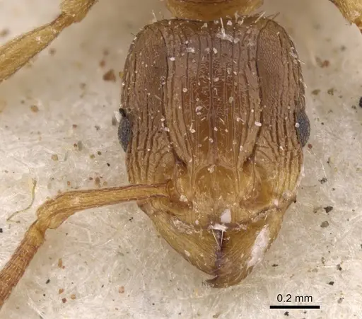 Tetramorium lobulicorne specimen CASENT0901241 image casent0901241_2