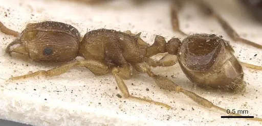Tetramorium lobulicorne specimen CASENT0901241 image casent0901241_3