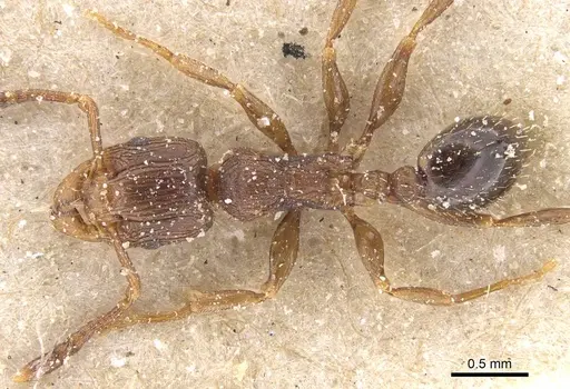 Tetramorium lobulicorne specimen CASENT0915024 image casent0915024_1