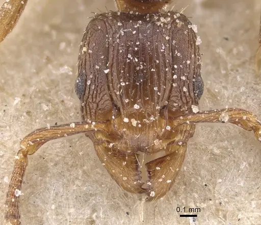 Tetramorium lobulicorne specimen CASENT0915024 image casent0915024_2