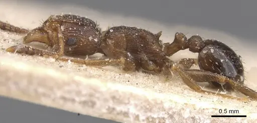 Tetramorium lobulicorne specimen CASENT0915024 image casent0915024_3