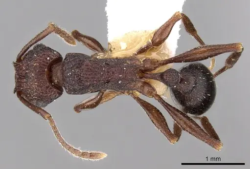 Tetramorium longicorne specimen CASENT0217213 image casent0217213_1