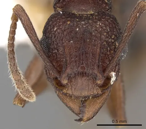 Tetramorium longicorne specimen CASENT0217213 image casent0217213_2