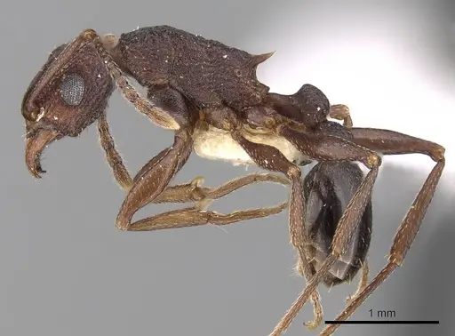 Tetramorium longicorne specimen CASENT0217213 image casent0217213_3