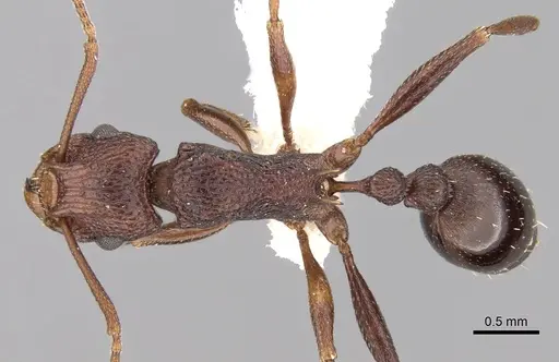 Tetramorium longicorne specimen CASENT0280923 image casent0280923_1