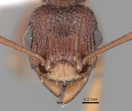 Tetramorium longicorne specimen CASENT0280923 image casent0280923_2