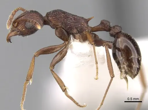 Tetramorium longicorne specimen CASENT0280923 image casent0280923_3