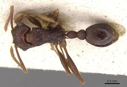 Tetramorium longicorne specimen CASENT0909138 image casent0909138_1