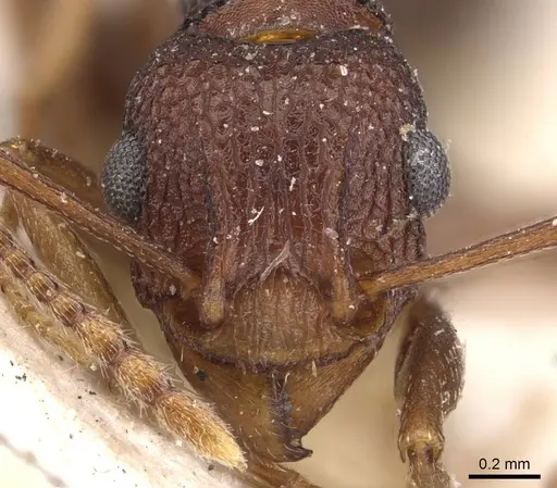 Tetramorium longicorne specimen CASENT0909138 image casent0909138_2