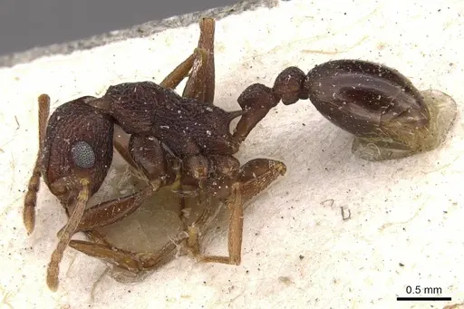 Tetramorium longicorne specimen CASENT0909138 image casent0909138_3
