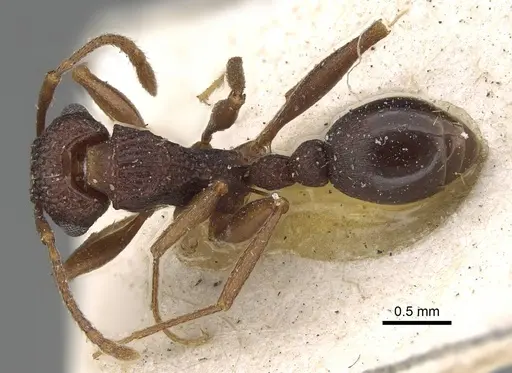 Tetramorium longicorne specimen CASENT0915997 image casent0915997_1