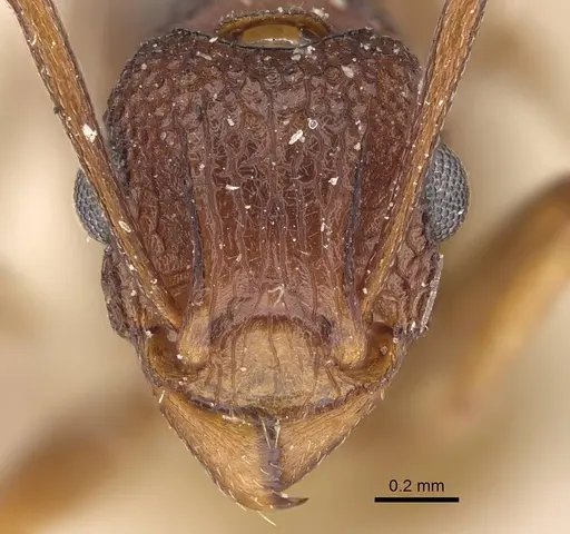 Tetramorium longicorne specimen CASENT0915997 image casent0915997_2
