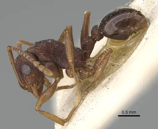 Tetramorium longicorne specimen CASENT0915997 image casent0915997_3